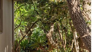 A wooden pathway flanked by lush greenery and trees, leading to a building with a white exterior. - Barefoot on Blueys - Blueys Beach (Blueys Beach)
