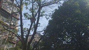 Un árbol con un cielo despejado al fondo.