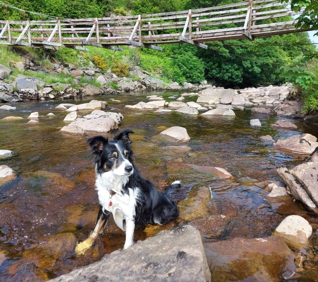 Un perro sentado en un arroyo con rocas y un puente de madera al fondo.