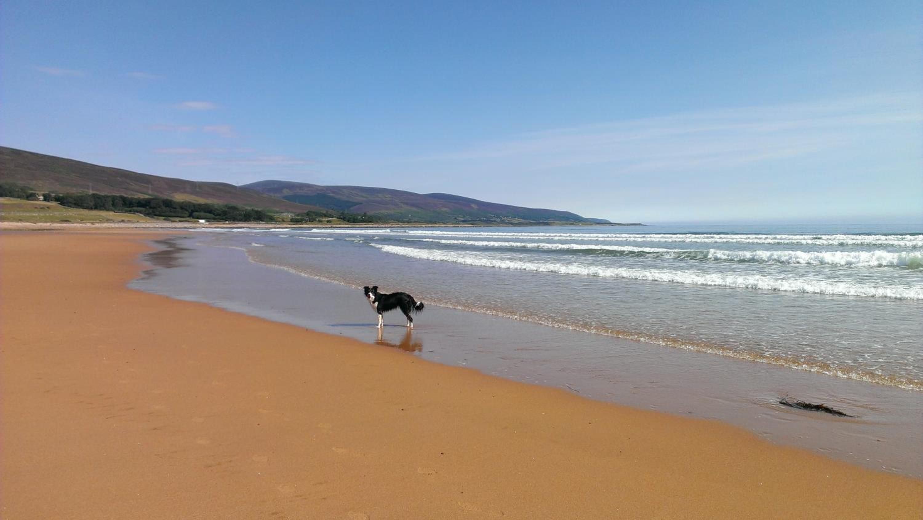 A beach with a dog on the sand, waves approaching, and hills in the background.