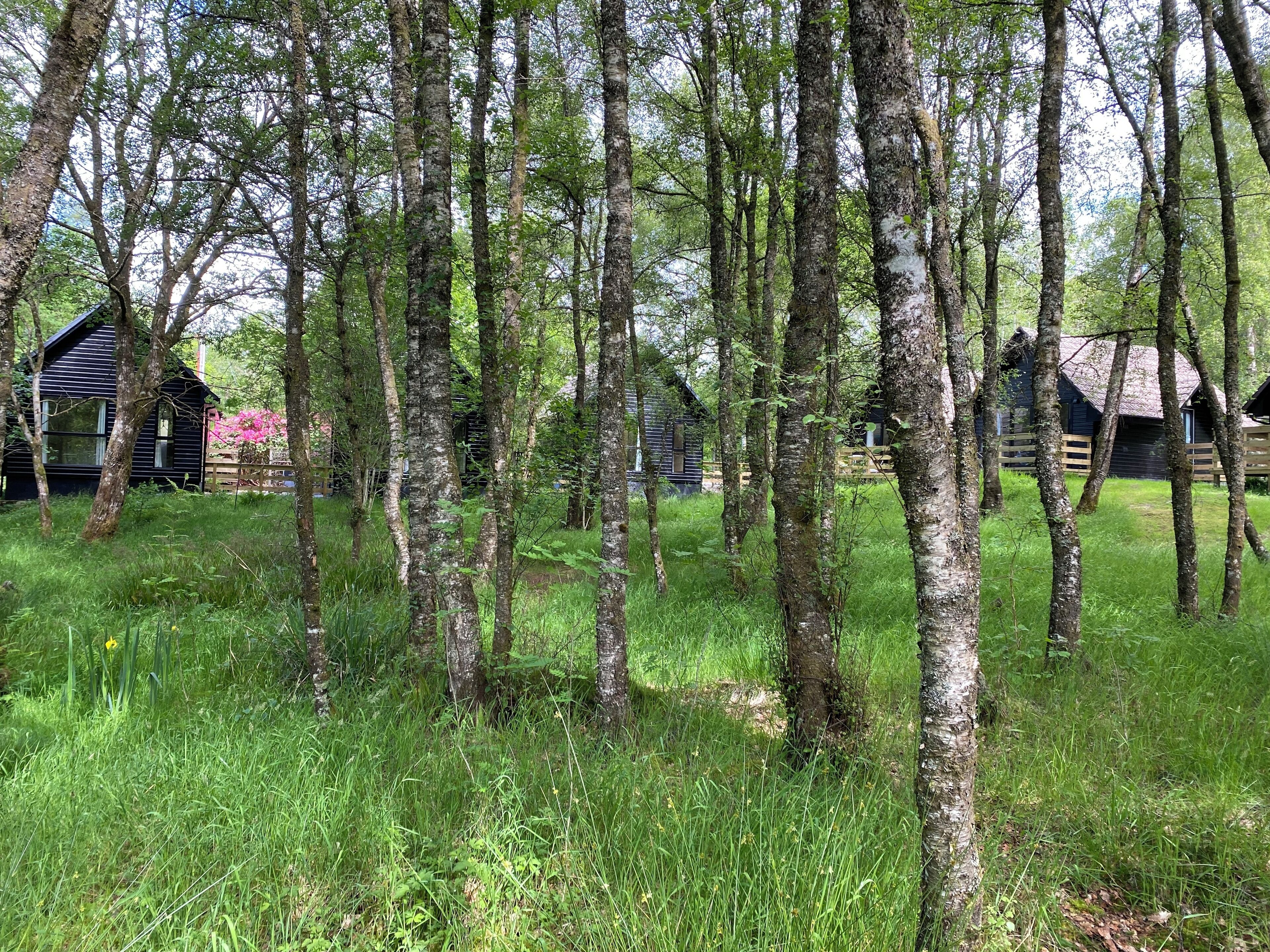 A forested area with several wooden cabins.