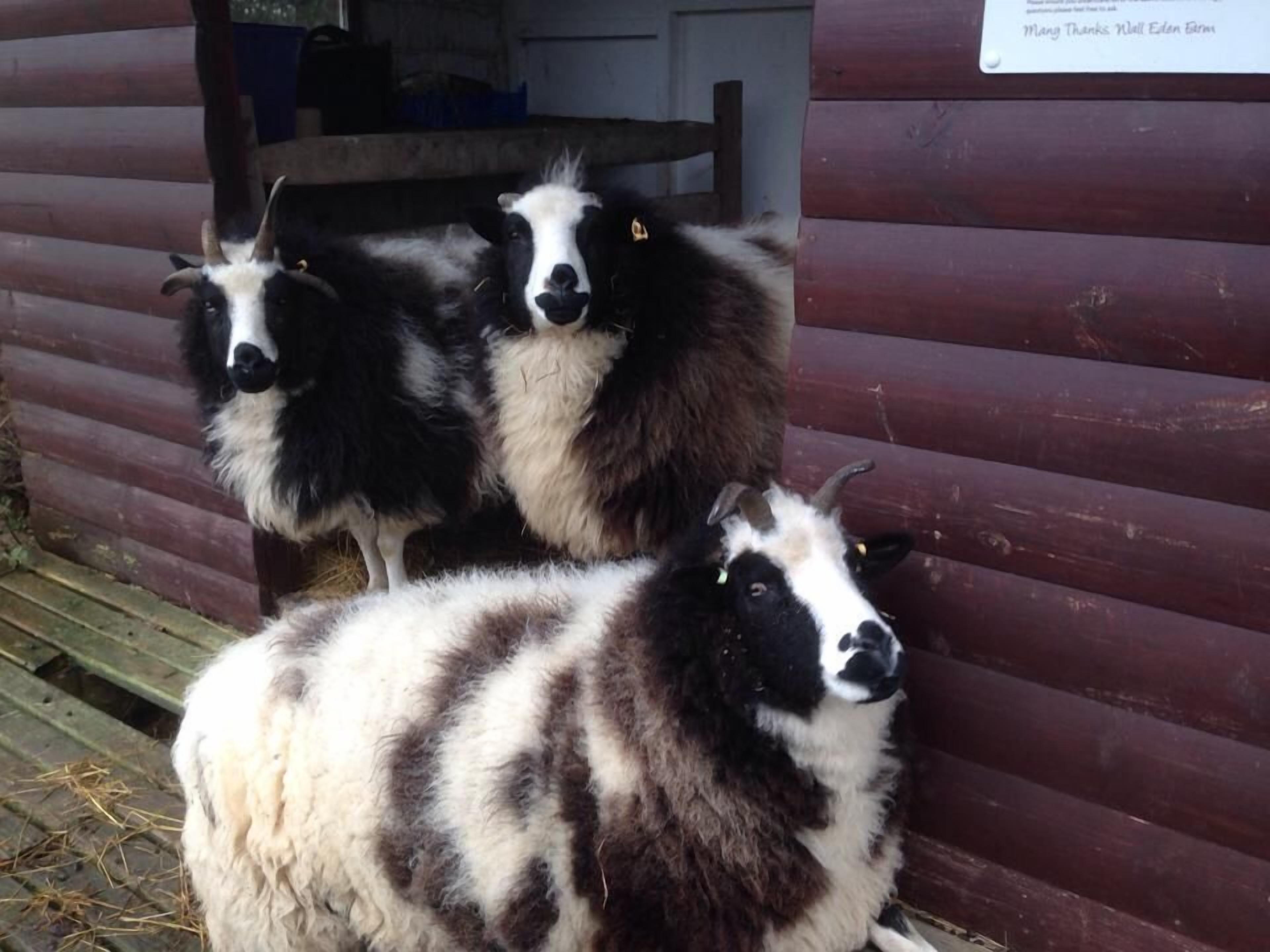 Three sheep standing in front of a wooden structure.