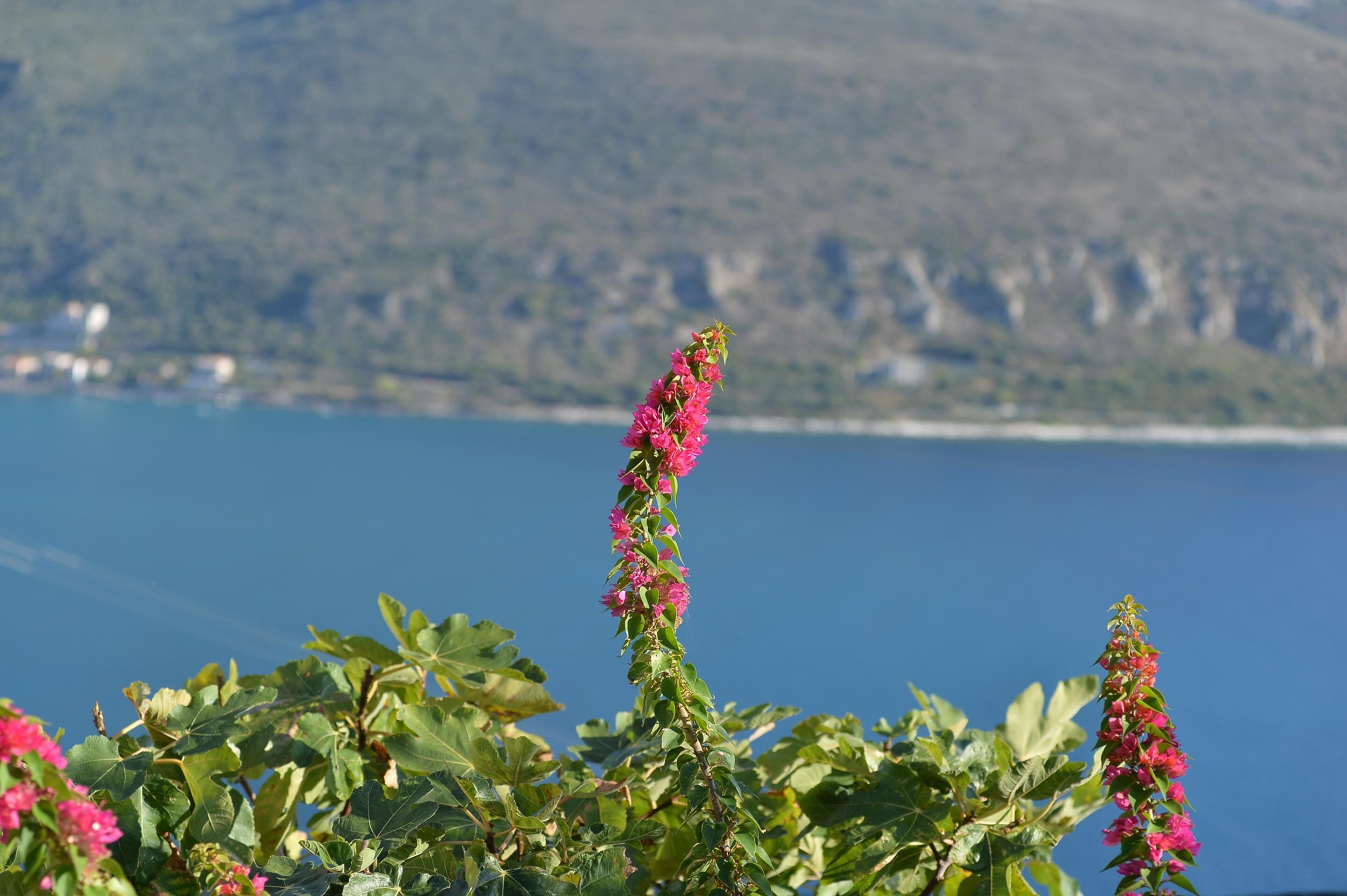 Un paisaje costero con vista despejada al mar y una montaña al fondo.