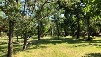 Tent (Campsite. No bed provided. Bring tent)