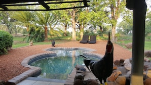 Outdoor pool - Mhangela Lodge Balule (Phalaborwa)