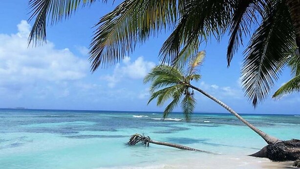 A beach with clear turquoise water, a palm tree, and a sandy shore. - Cabins in Asserya Island - San Blas paradise - meals included (Ailigandi)