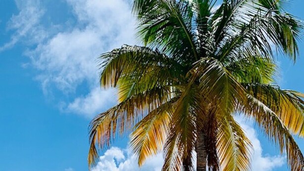 A beach with a palm tree, clear blue sky, and boats in the water. - Lagoon front Magnificent Studio completely renovated with panoramic lagoon view (Saint-Martin)