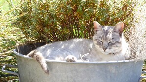 A cat resting in a metal bucket.