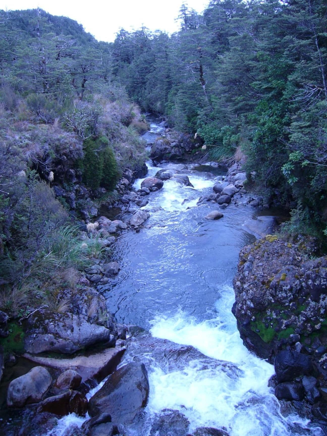 A river flowing through a forested area with rocks and trees.