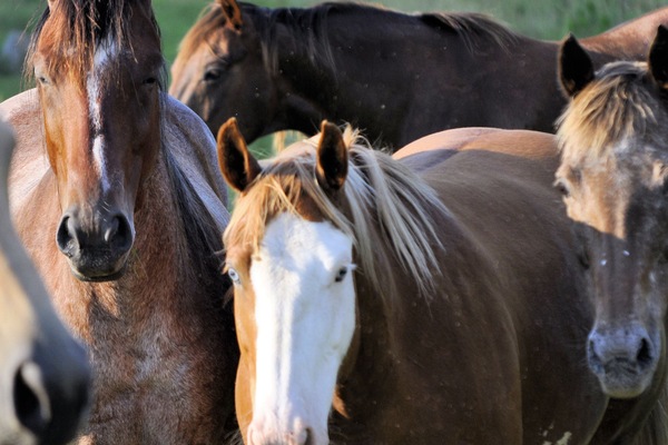 My herd is eager to welcome you to our farm.