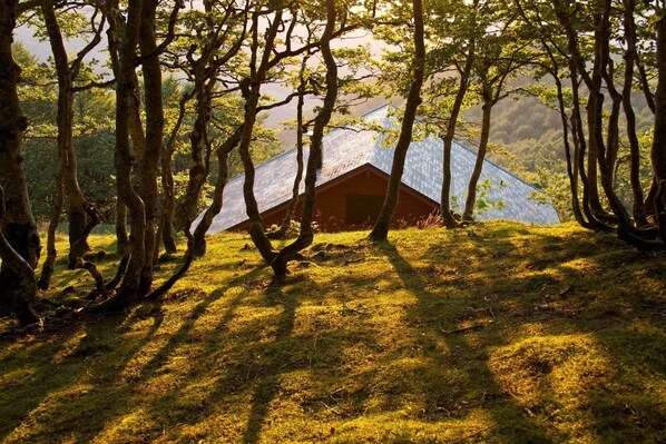 A tent in a forested area with sunlight filtering through the trees. - Charming Small Cottage in Soule (MENDITTE)