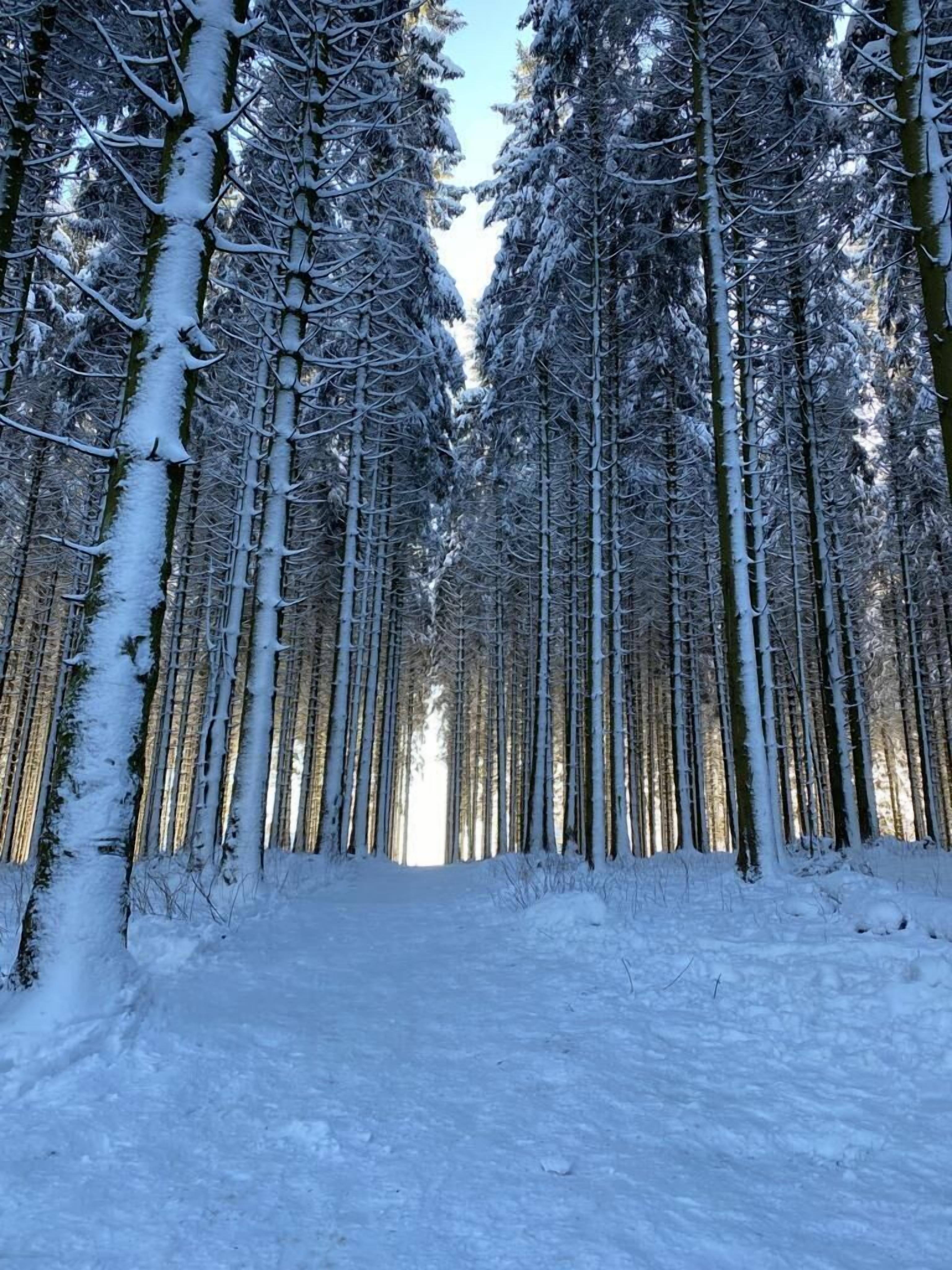Un sendero cubierto de nieve en un bosque con árboles altos.