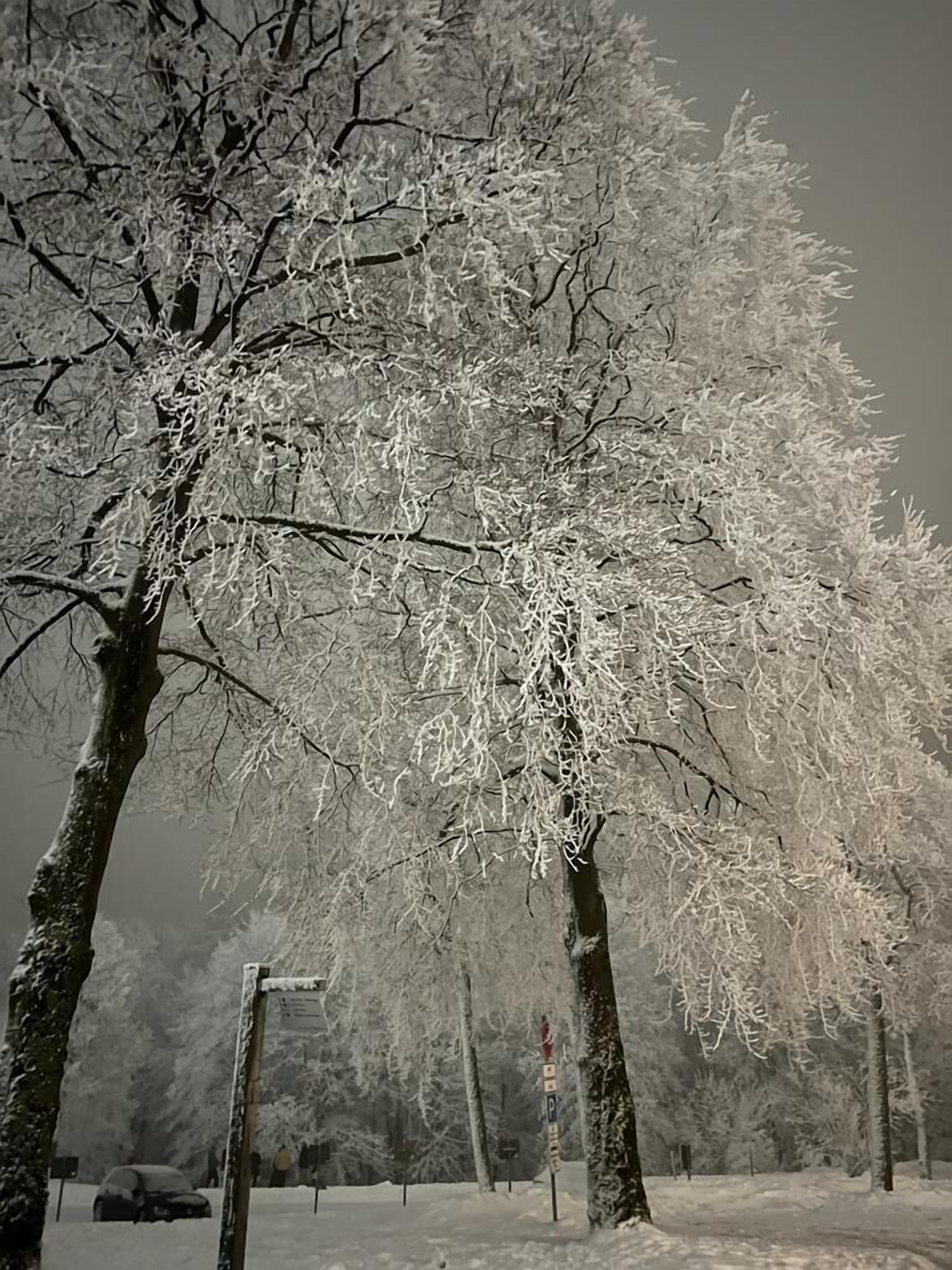 Een park bedekt met sneeuw, met kale bomen en een parkeersbord.