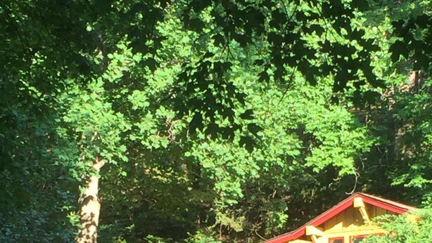 A red-roofed building with a porch, surrounded by dense green foliage. - Romantic, 1 bedroom cottage walking distance to downtown, pet friendly, private. (Eureka Springs)