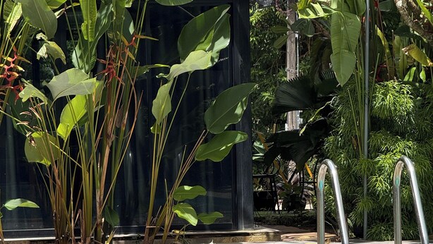 Un área de piscina con una piscina azul cristalina, sillones de mimbre y abundante vegetación.