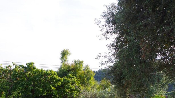 A stone pathway leading to a white building surrounded by lush greenery and lavender plants. - Hotel Esperos (Skiathos)