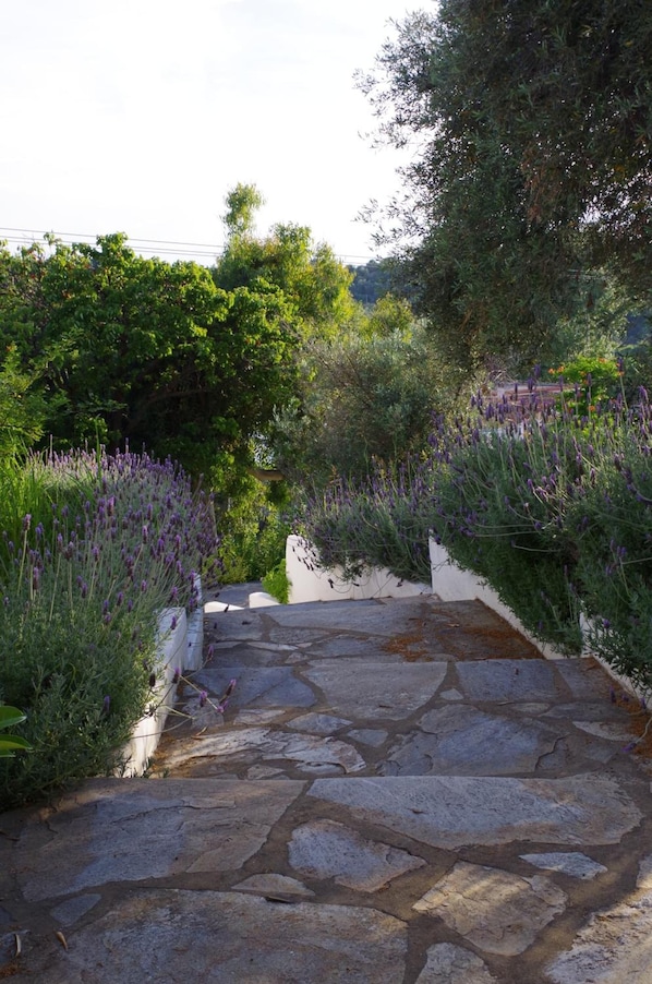 Property grounds - Hotel Esperos (Skiathos)