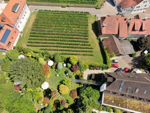 An aerial view of a vineyard with rows of grapevines, surrounded by buildings and a parking area. - Der Loewen (Hagnau)