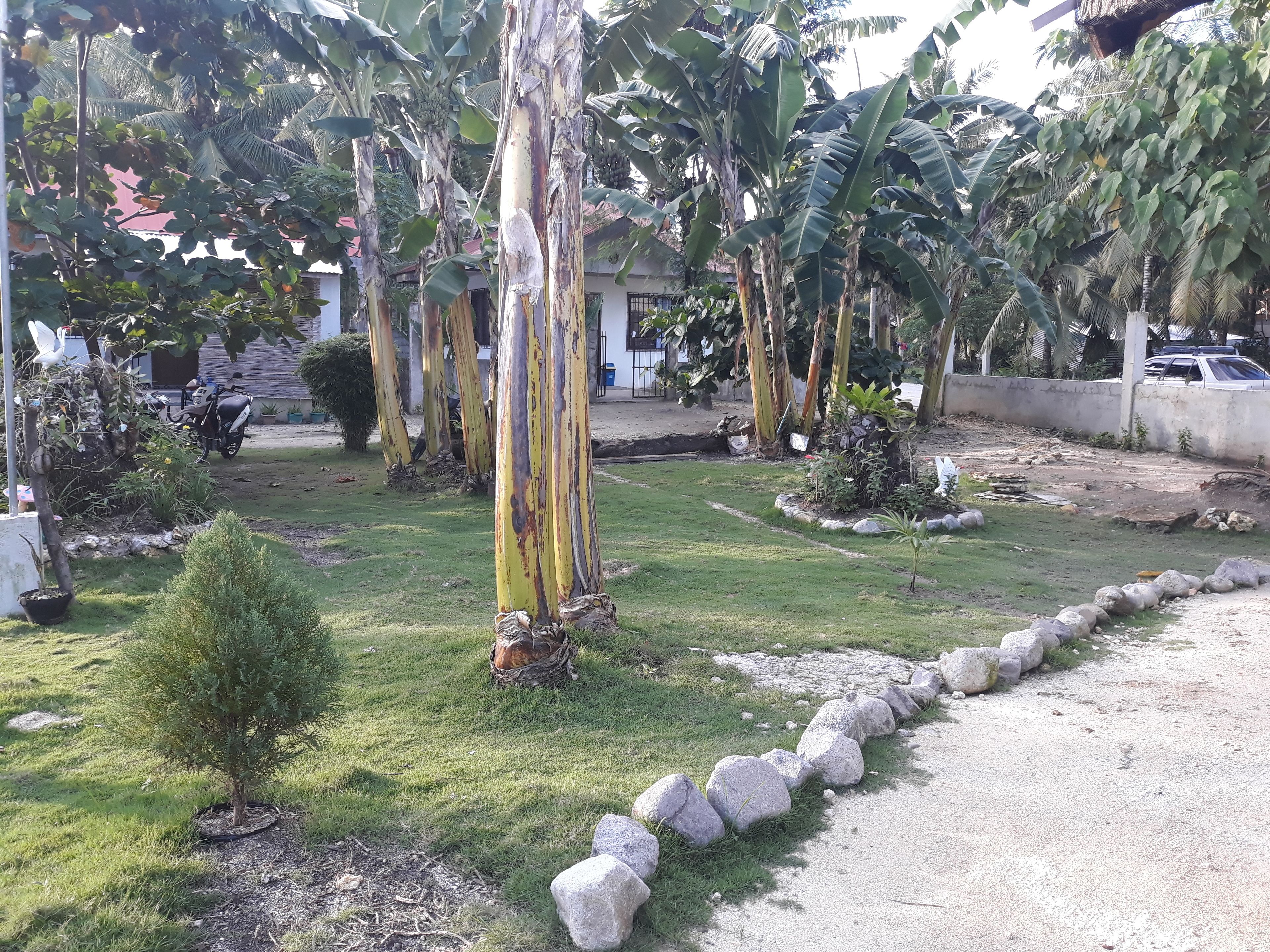 Un jardin avec des bananiers, un petit arbuste et un chemin dallé.