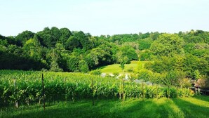 A vineyard with rows of grapevines and a small building in the distance. - La Valle (Giavera del Montello)