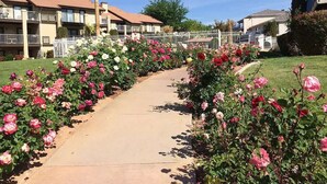 A pathway lined with pink and white roses leading to a building with balconies. - Beautifully Remodeled Condo - Fountain Views (St. George)