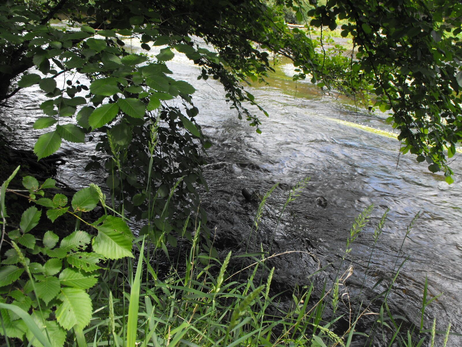 Ein Fluss mit steiniger Uferböschung und überhängendem Grün.