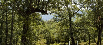 Pretty 3-bedroom country house in the heart of the Escarelle estate