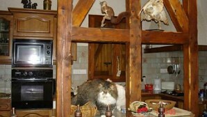 A rustic kitchen with wooden beams, a microwave, an oven, and a cat sitting on the counter.