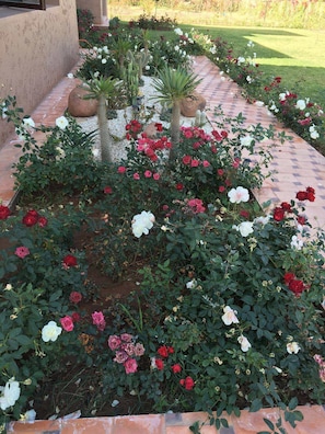Jardin