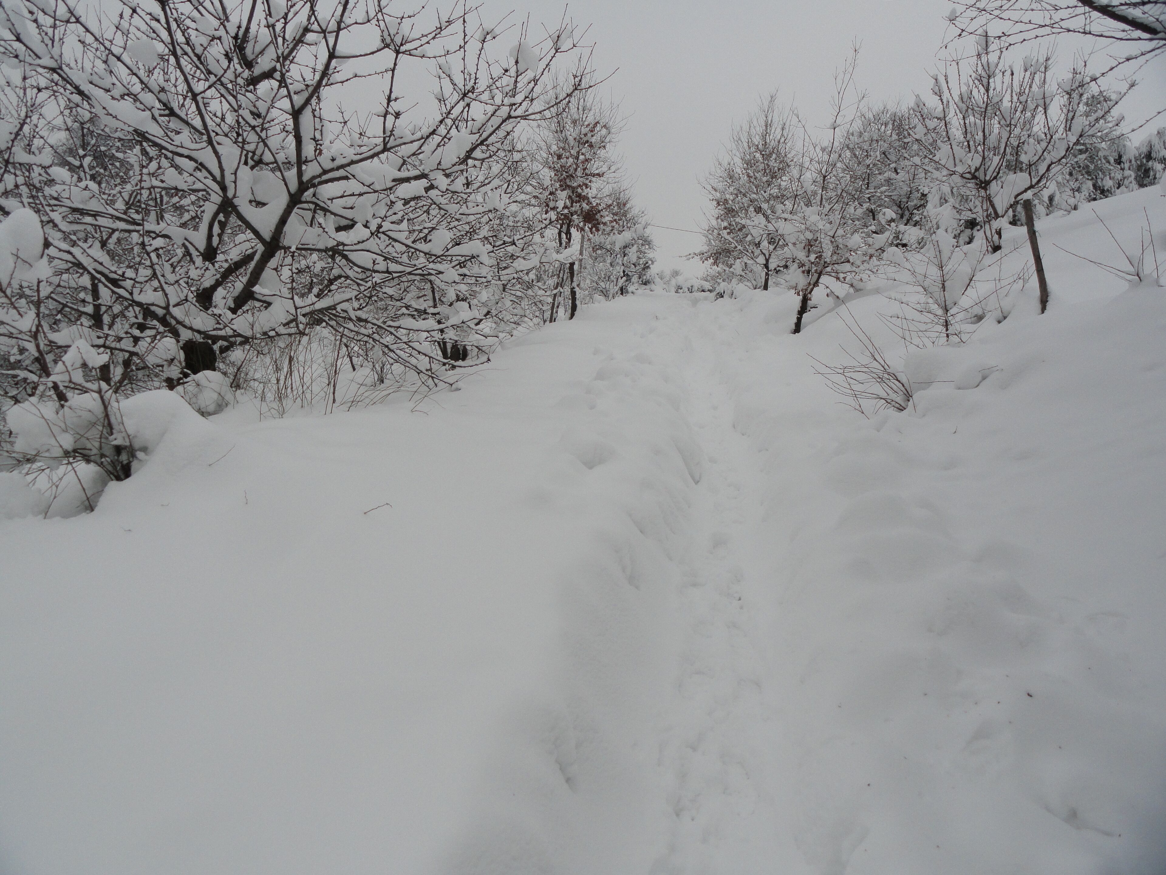 Un sendero cubierto de nieve en un área boscosa.