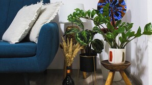 A blue sofa with white pillows, a framed picture on the wall, and various potted plants.