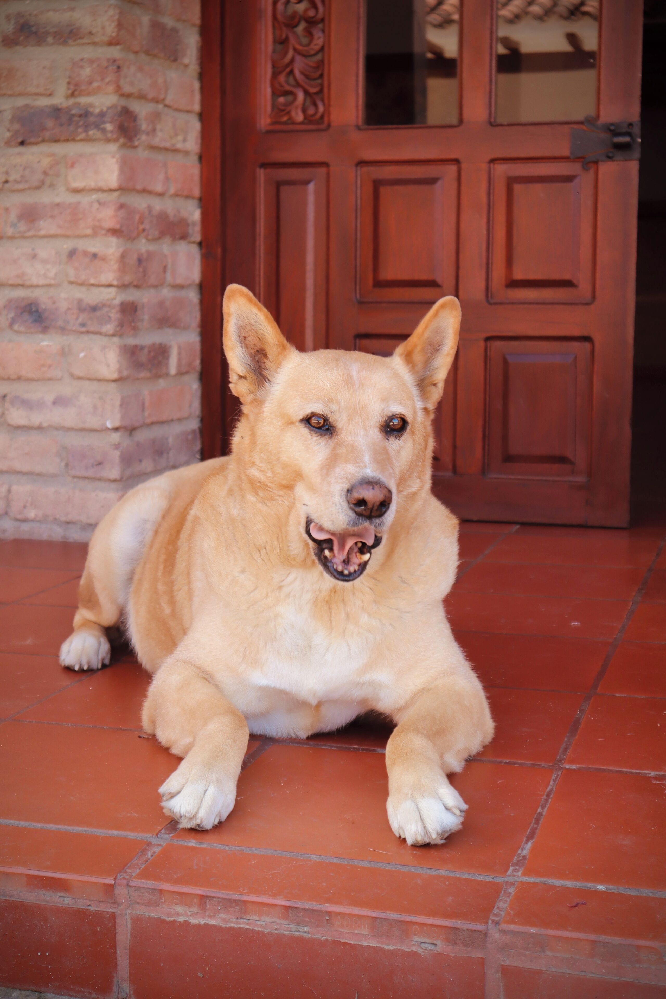 A dog lying on a tiled floor in front of a wooden door.