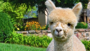 A llama in a grassy area with a stone wall and greenery in the background.