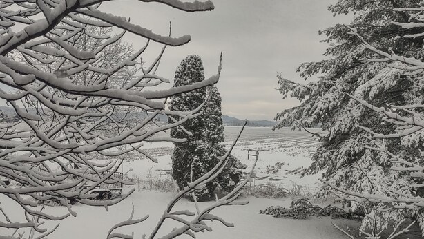 A snowy landscape with trees and a field. - King Bed - MCM Style- Backyard View (Spring Green)