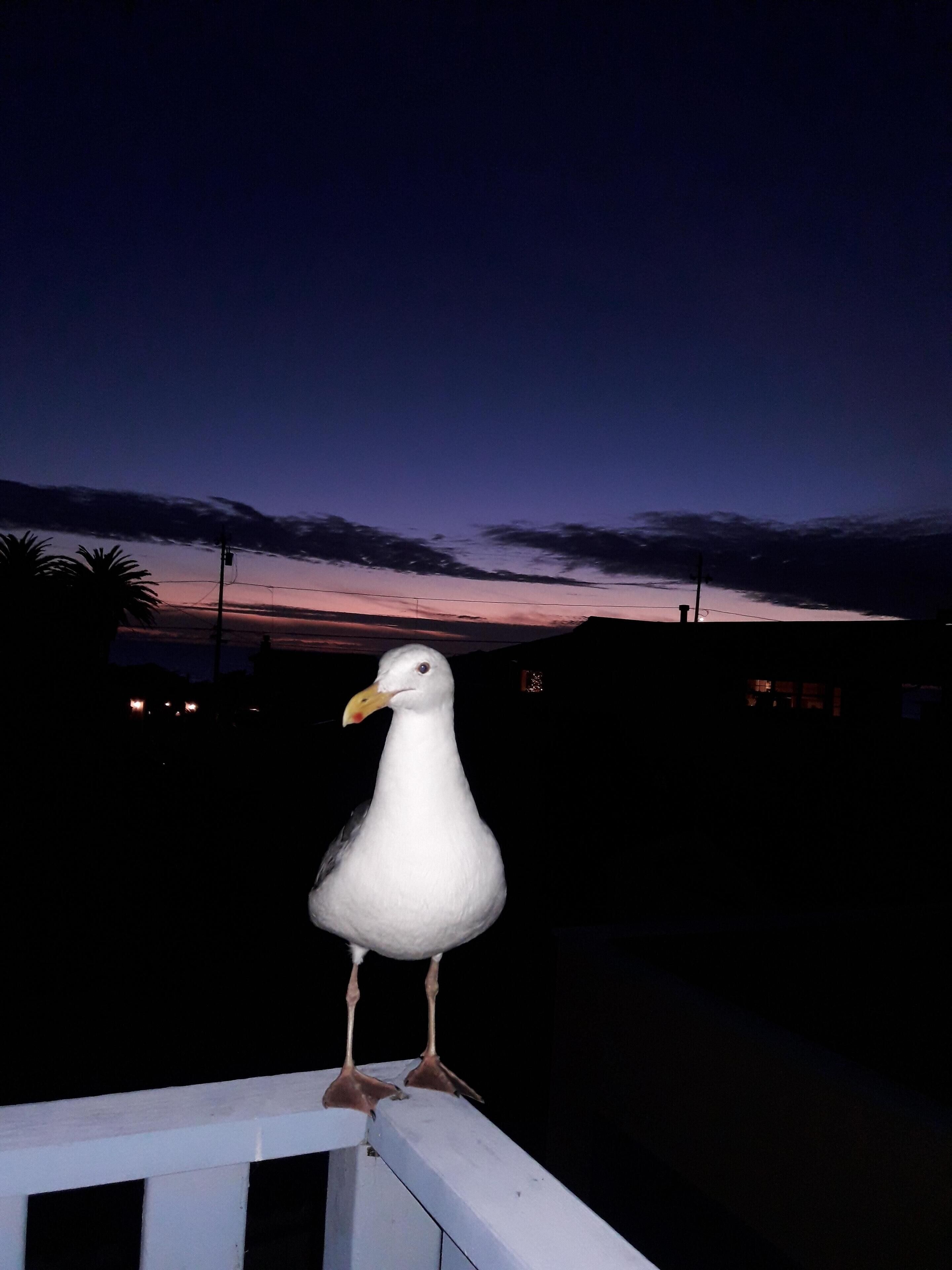 Un goéland était perché sur une rambarde, avec un coucher de soleil en arrière-plan.