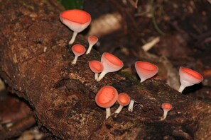 Restaurant - Los Susurros Casa (Palenque)