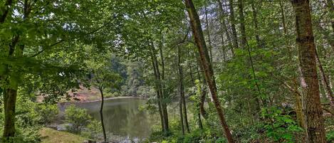 Een bebost gebied met een meer, omgeven door bomen en begroeiing.