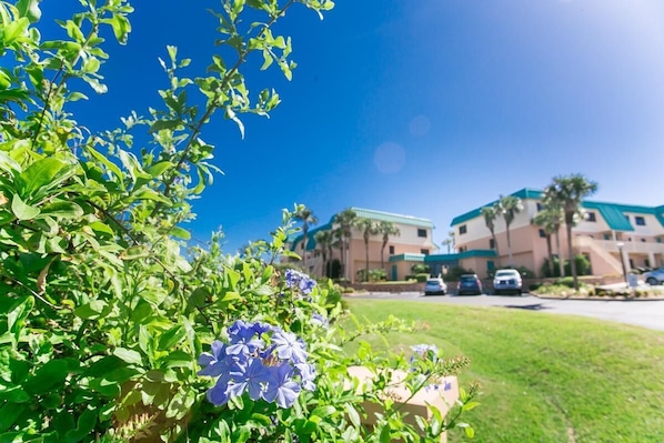 Condo, 1 Queen Bed (SEA -221 3BR Ocean View Pool Free Tix) | Property grounds