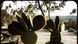 Two potted cacti with a view of a desert landscape and distant hills. - Joshua Tree Monument Entrance Outside Your Front Door (Joshua Tree)