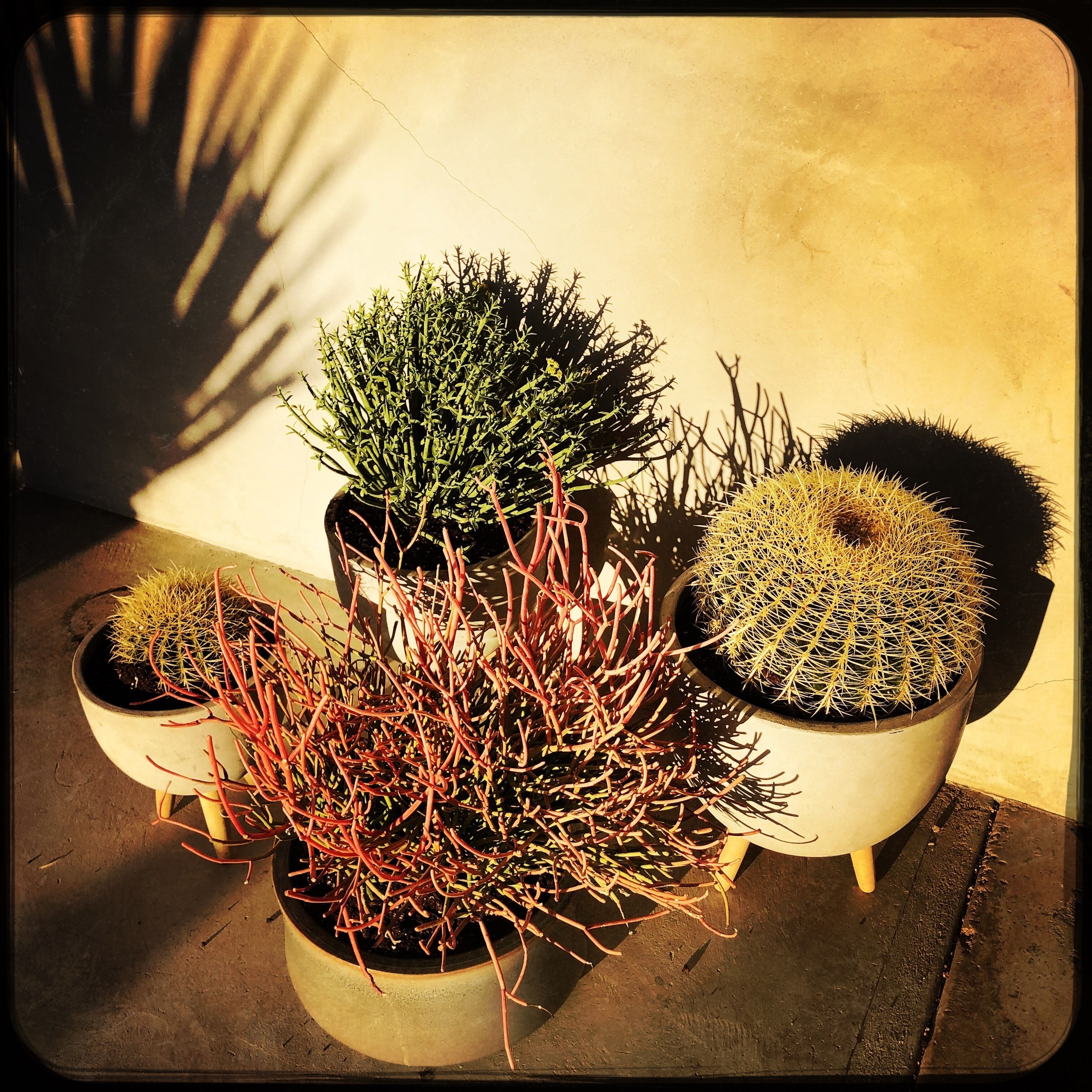 Three potted plants with different textures and colors.