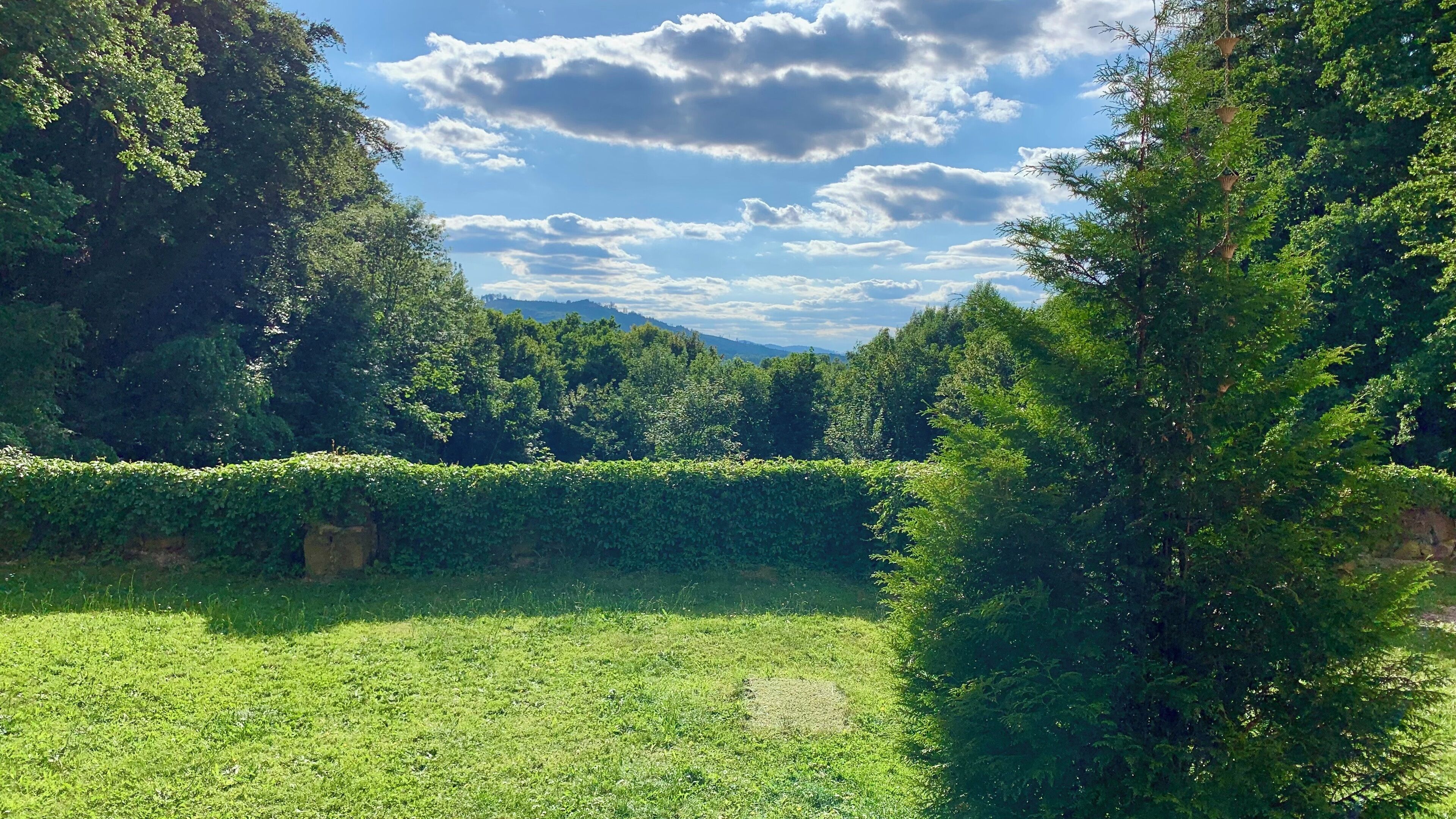 Üppige grüne Landschaft mit dichten Bäumen und einer Hecke im Vordergrund.