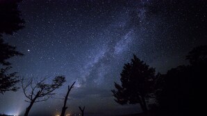 A night sky filled with stars and the Milky Way, with silhouettes of trees framing the view. - Pine House in ISHIGAKI (Ishigaki)