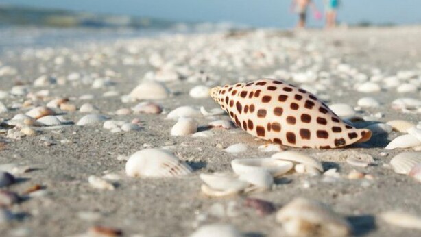 A beach with a single seashell in the foreground and two people in the background. - Gorgeous Newly Renovated Coastal Cottage "Egret" Minutes to the beach and free bikes!! JULY SAVINGS! (Sanibel)