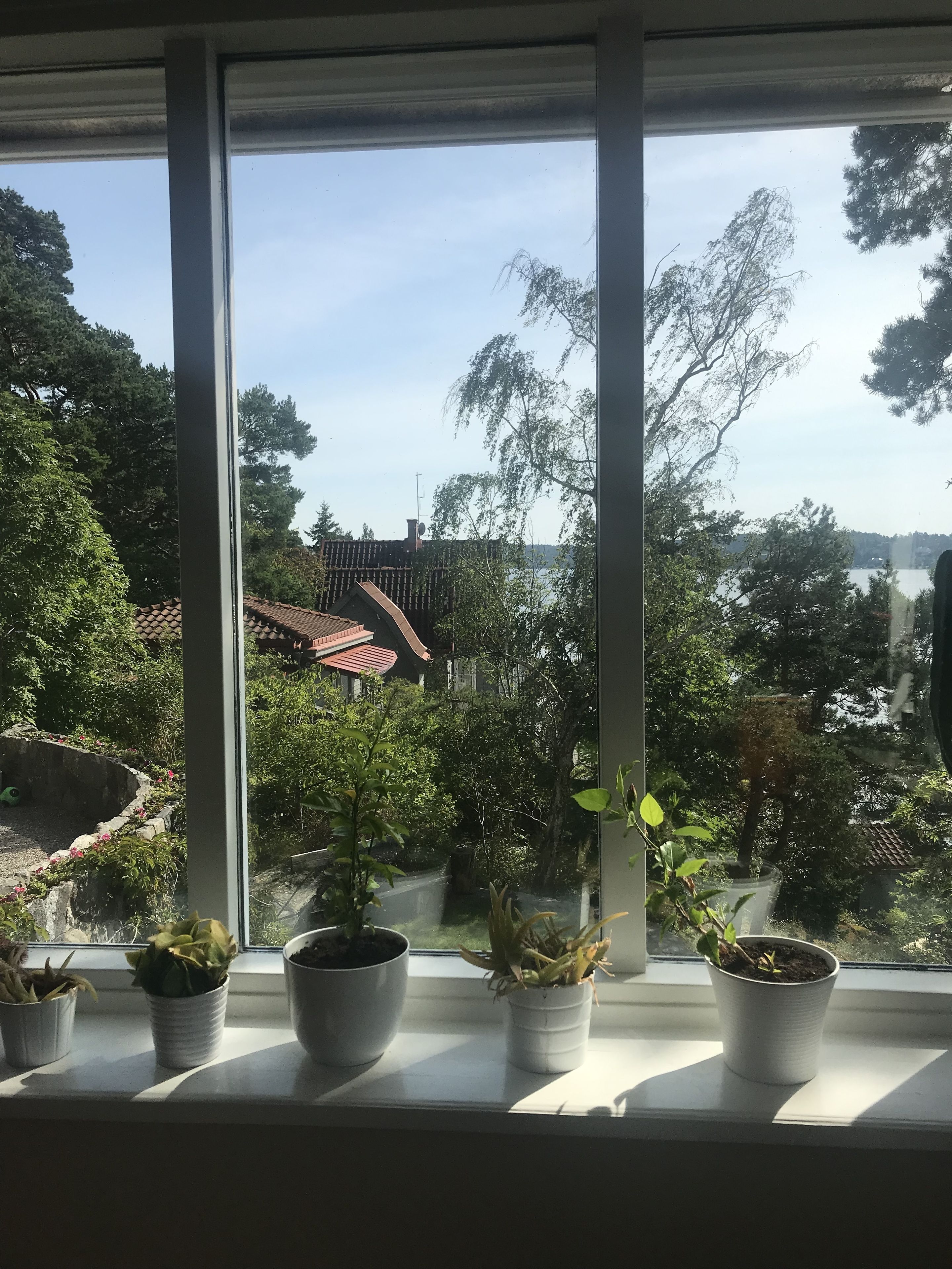 Une fenêtre ornée de pots de plantes sur un rebord, donnant sur un jardin avec des arbres et un bâtiment doté d’un toit rouge.