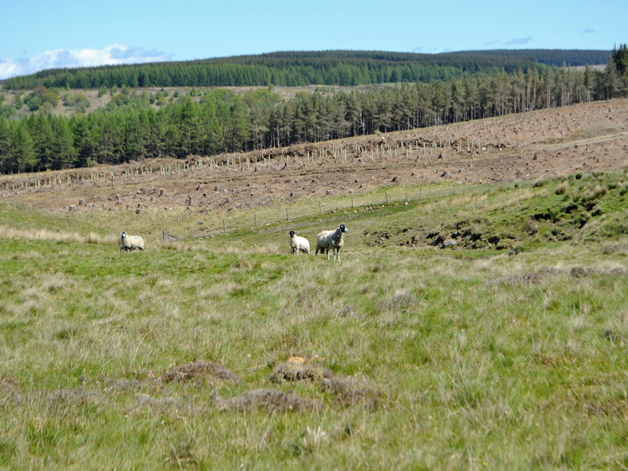 Een grasveld met enkele schapen en een bos op de achtergrond.