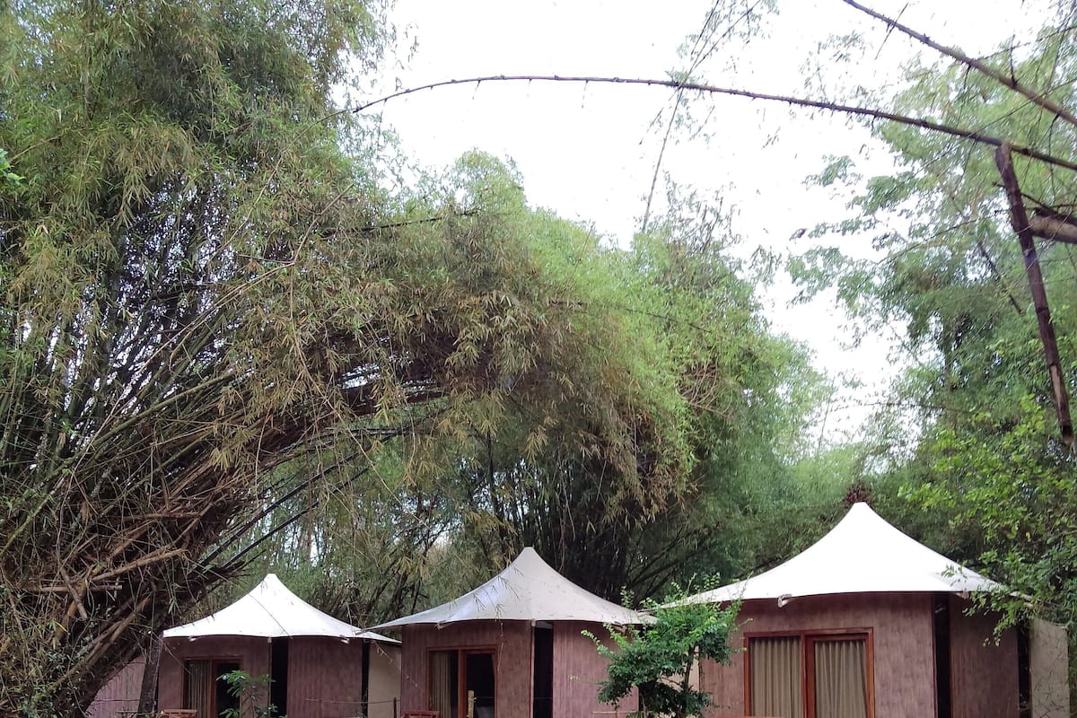 Een accommodatie in bungalowstijl met rieten dak, omgeven door weelderige begroeiing.