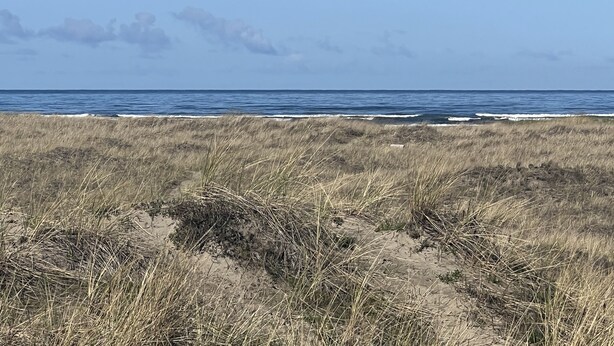Une plage avec de l’herbe sèche et une vue dégagée sur l’océan.