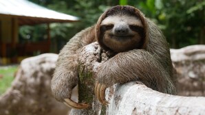A sloth resting on a tree branch. - Corazon Que Vuela (Cahuita)