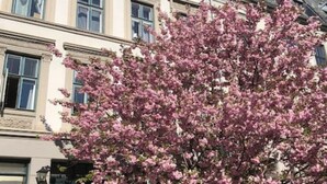 A building with multiple windows and a tree with pink blossoms in front. - Private room in a shared, centrally located apartment (St. Hanshaugen)