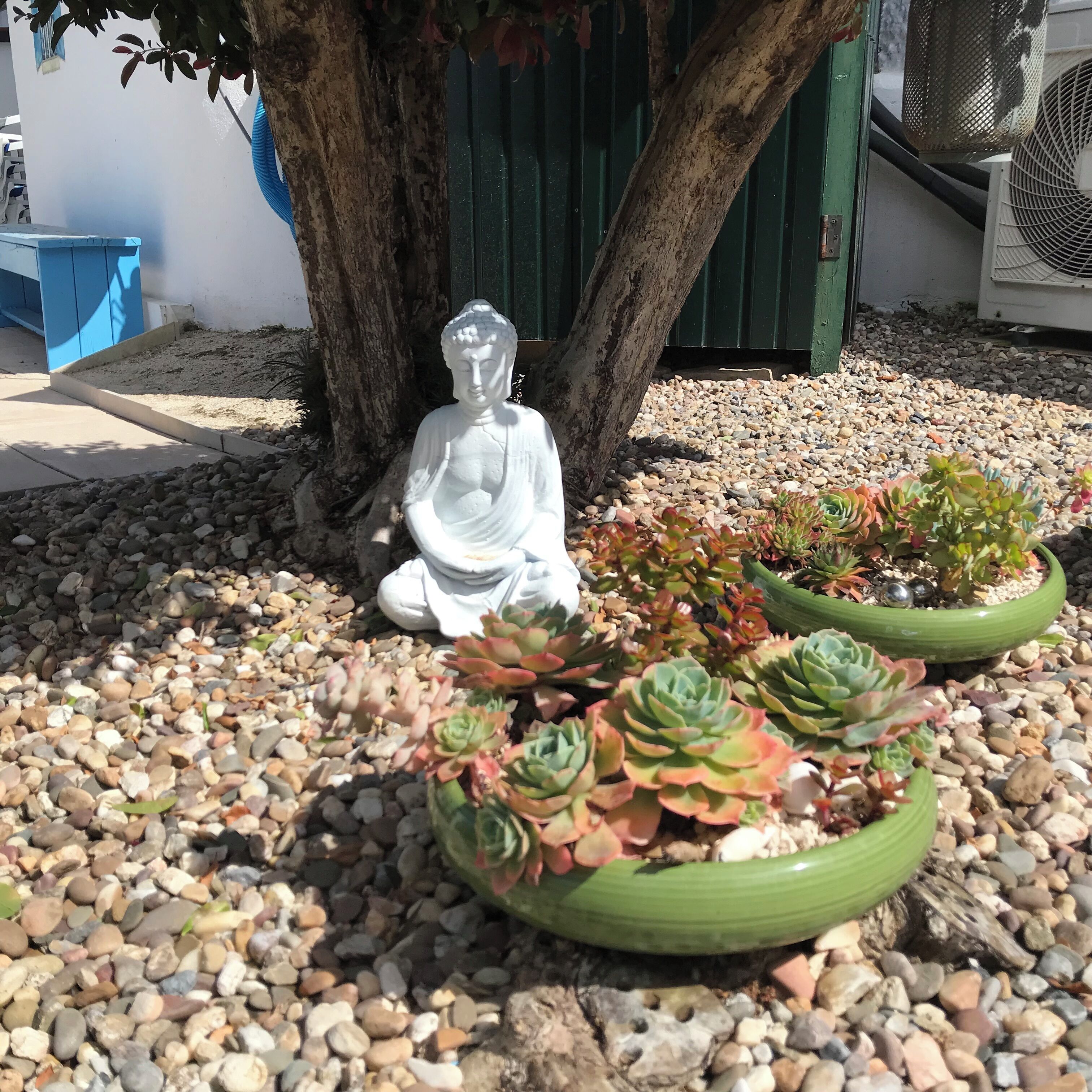 A Buddha statue, potted succulents, and a tree in a garden setting.